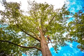 Best Tree Risk Assessment  in Turnersville, NJ