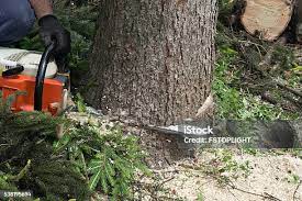 Best Lawn Pest Prevention  in Turnersville, NJ