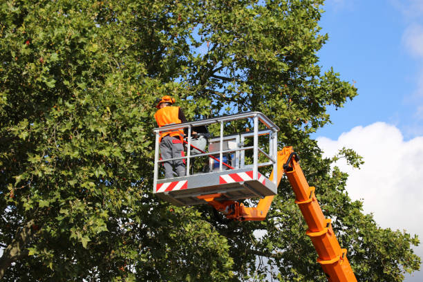 Tree and Shrub Care in Turnersville, NJ
