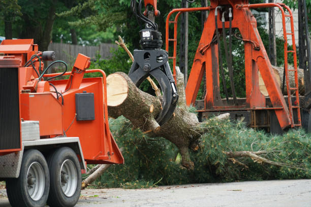 Best Palm Tree Trimming  in Turnersville, NJ