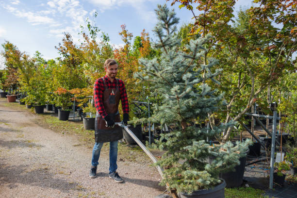 Best Tree Maintenance Programs  in Turnersville, NJ
