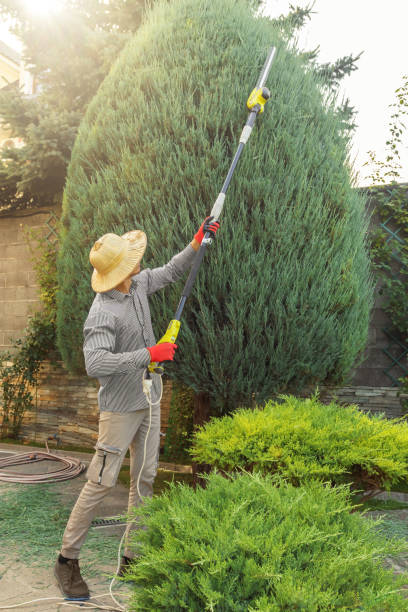  Turnersville, NJ Tree Removal Pros