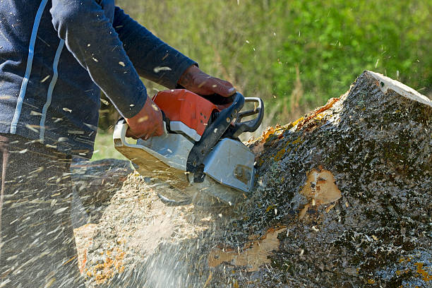 How Our Tree Care Process Works  in  Turnersville, NJ