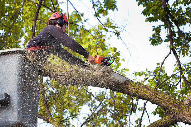 Best Tree Cabling and Bracing  in Turnersville, NJ