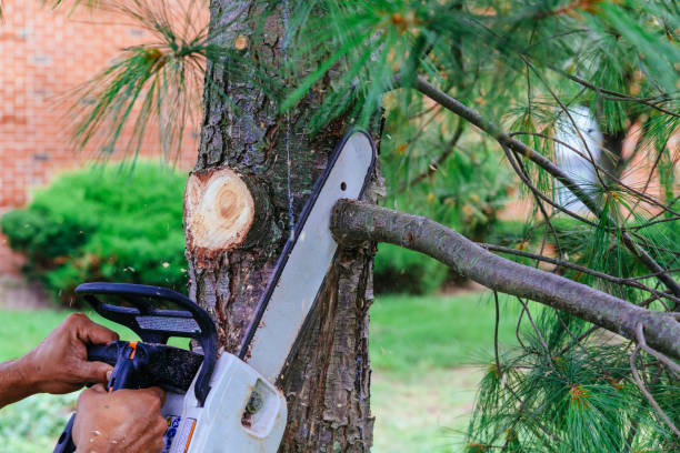 Best Tree Preservation Services  in Turnersville, NJ